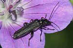 oedemera-tristis-foto-rindlisbacher