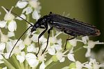 oedemera-tristis2-foto-koehler