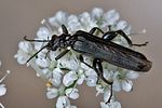oedemera-tristis3-foto-rindlisbacher