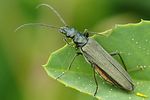 oedemera-virescens-female-foto-auer