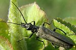 oedemera-virescens-female-foto-rydzi