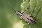 oedemera-virescens-male-foto-keresztes
