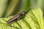 oedemera-virescens-male-foto-roehrig