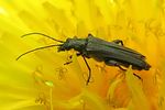 oedemera-virescens-male-foto-wmueller