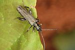 oedemera-virescens-male2-foto-altmann