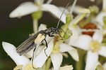 oedemera-viridula2-foto-koehler