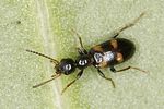 omonadus-bifasciatus-foto-benisch