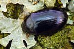 platydema-violacea-foto-krejcik