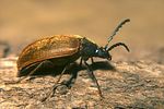 pseudocistela-ceramboides-female-foto-koehler