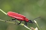 pyrochroa-coccinea-foto-rindlisbacher