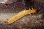 pyrochroa-coccinea-larva-foto-kozlowski