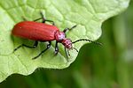 pyrochroa-serraticornis-foto-vanderkrieken