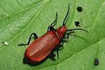 pyrochroa-serraticornis-foto-weisenboehler