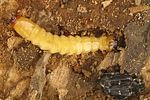 pyrochroa-serraticornis-larva-foto-krumm