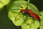 pyrochroa-serraticornis2-foto-derennes