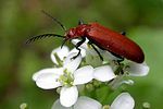 pyrochroa-serraticornis3-foto-vanderkrieken