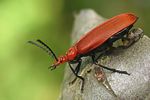 pyrochroa-serraticornis5-foto-koehler