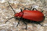 pyrochroa-serraticornis6-foto-koehler