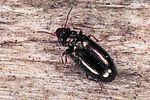 rabocerus-foveolatus-foto-polacek