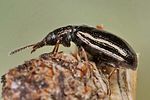 rabocerus-foveolatus4-foto-koehler