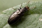 rabocerus-gabrieli-foto-windmolders