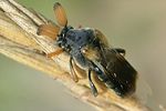 ripiphorus-subdipterus-male-foto-schuele