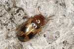 tetratoma-ancora-foto-benisch