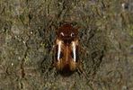 tetratoma-ancora-foto-rodeland