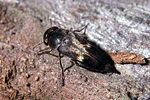 tomoxia-bucephala-foto-pankow