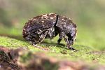 anthribus-nebulosus-foto-weidlich