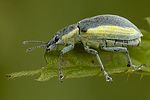 chlorophanus-viridis-foto-reike