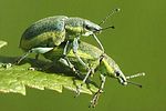 chlorophanus-viridis-paar-foto-kozlowski