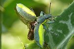 chlorophanus-viridis-start-foto-auer