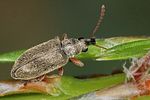 cimberis-attelaboides-foto-koehler