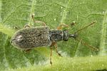 cimberis-attelaboides4-foto-altmann
