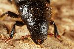 dendroctonus-micans-detail-foto-altmann