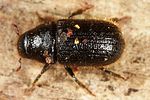 dendroctonus-micans-foto-altmann