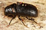 dendroctonus-micans2-foto-altmann