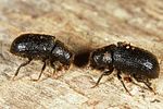 dendroctonus-micans3-foto-altmann