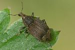 graptus-triguttatus-foto-auer