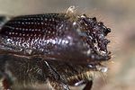 ips-sexdentatus-foto-weidlich