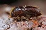 ips-typographus-foto-koehler