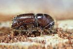 ips-typographus-foto-weidlich