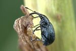 ischnopterapion-virens-foto-weidlich