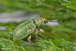pachyrhinus-lethierryi5-foto-dewilde