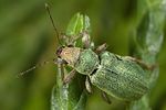 pachyrhinus-lethierryi6-foto-dewilde