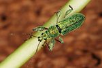 phyllobius-arborator-foto-altmann