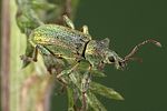 phyllobius-arborator-foto-weidlich