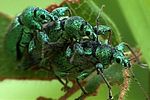 phyllobius-arborator-paar-foto-kozlowski
