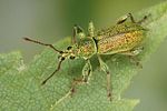 phyllobius-arborator3-foto-altmann